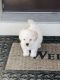 Maltipoo Puppies for sale in Garner, NC, USA. price: NA