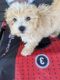 Maltipoo Puppies for sale in Texas City, TX, USA. price: NA