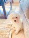Maltipoo Puppies for sale in Irving, TX 75063, USA. price: $1,000