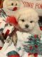 Maltipoo Puppies for sale in Greenville, TX, USA. price: $1,200
