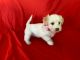 Maltipoo Puppies for sale in Whittier, CA, USA. price: $599
