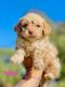 Maltipoo Puppies for sale in West Covina, CA, USA. price: NA