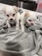 Maltipoo Puppies for sale in Naperville, IL, USA. price: $1,000