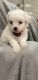 Maltipoo Puppies for sale in Naperville, IL, USA. price: $1,500