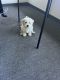 Maltipoo Puppies for sale in Riverside, CA, USA. price: $1,000