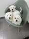 Maltipoo Puppies for sale in Naples, FL, USA. price: $1,950