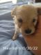 Maltipoo Puppies for sale in Seven Springs, NC, USA. price: $400