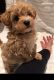 Maltipoo Puppies for sale in Boise, ID 83709, USA. price: NA