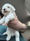 Maltipoo Puppies for sale in Dunn, NC 28334, USA. price: $1,000