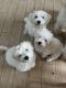 Maltipoo Puppies for sale in Grand Rapids, MI, USA. price: NA