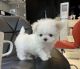 Maltipoo Puppies for sale in Torrance, CA, USA. price: $740