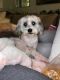 Maltipoo Puppies for sale in Marysville, WA, USA. price: NA