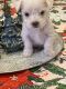 Maltipoo Puppies for sale in Mapleton, KS 66754, USA. price: NA