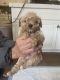 Maltipoo Puppies for sale in Temecula, CA, USA. price: $1,000