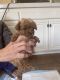 Maltipoo Puppies for sale in Temecula, CA, USA. price: $1,200