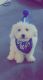 Maltipoo Puppies for sale in Frisco, TX 75033, USA. price: $1,600
