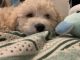 Maltipoo Puppies for sale in Katy, TX, USA. price: $1,900