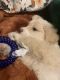 Maltipoo Puppies for sale in Katy, TX, USA. price: $1,200
