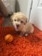 Maltipoo Puppies for sale in Houston, TX, USA. price: $500