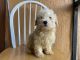 Maltipoo Puppies for sale in Fort Myers, FL, USA. price: $1,800