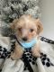 Maltipoo Puppies for sale in Springfield, MA, USA. price: $1,800
