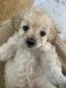 Maltipoo Puppies for sale in Westminster, CA, USA. price: $550