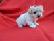 Maltipoo Puppies for sale in Hacienda Heights, CA, USA. price: $999