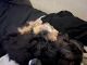 Maltipoo Puppies for sale in Houston, TX, USA. price: $400