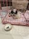 Maltipoo Puppies for sale in Glendale, CA, USA. price: $1,200