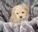 Maltipoo Puppies for sale in Wonewoc, WI 53968, USA. price: NA