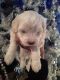 Maltipoo Puppies for sale in San Bernardino, CA, USA. price: $550