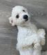 Maltipoo Puppies for sale in Poway, CA, USA. price: $5