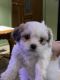 Maltipoo Puppies for sale in Flushing, MI 48433, USA. price: $950