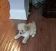 Maltipoo Puppies for sale in Fort Mill, SC, USA. price: $500