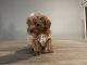 Maltipoo Puppies for sale in Temecula, CA, USA. price: $1,800
