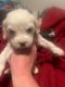 Maltipoo Puppies for sale in New Kent County, VA, USA. price: $750