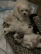 Maltipoo Puppies for sale in Mountain View, HI 96771, USA. price: NA