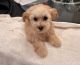 Maltipoo Puppies for sale in Burlingame, CA, USA. price: $650