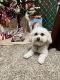 Maltipoo Puppies for sale in Idaho Falls, ID, USA. price: $2,500