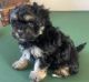 Maltipoo Puppies for sale in Kingsville, OH 44048, USA. price: $300