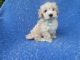 Maltipoo Puppies for sale in Hacienda Heights, CA, USA. price: $999