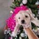 Maltipoo Puppies for sale in Fresno, CA, USA. price: $500