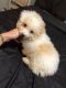 Maltipoo Puppies for sale in Tampa, FL, USA. price: $1,000