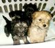 Maltipoo Puppies for sale in Rolla, MO 65401, USA. price: $1,500