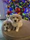 Maltipoo Puppies for sale in Mesa, AZ, USA. price: NA