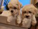 Maltipoo Puppies for sale in Davenport, WA 99122, USA. price: NA