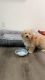 Maltipoo Puppies for sale in Oceanside, CA, USA. price: $1,750
