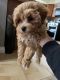 Maltipoo Puppies for sale in Sterling Heights, MI 48312, USA. price: $1,500
