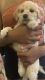 Maltipoo Puppies for sale in Tolleson, AZ, USA. price: $750