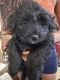 Maltipoo Puppies for sale in Tolleson, AZ, USA. price: NA